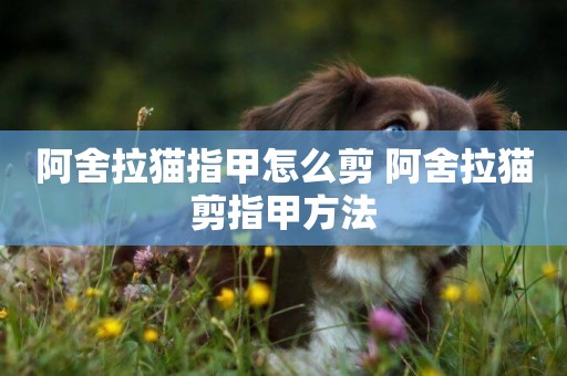 阿舍拉貓指甲怎么剪 阿舍拉貓剪指甲方法