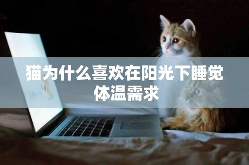貓為什么喜歡在陽光下睡覺 體溫需求