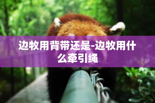 邊牧用背帶還是-邊牧用什么牽引繩