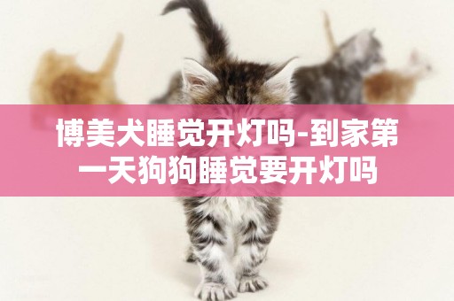 博美犬睡覺開燈嗎-到家第一天狗狗睡覺要開燈嗎