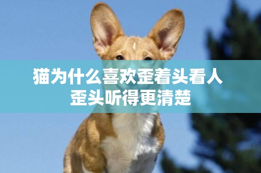 貓為什么喜歡歪著頭看人 歪頭聽得更清楚