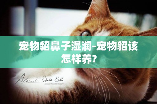 寵物貂鼻子濕潤-寵物貂該怎樣養?
