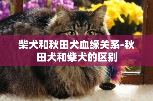 柴犬和秋田犬血緣關系-秋田犬和柴犬的區別