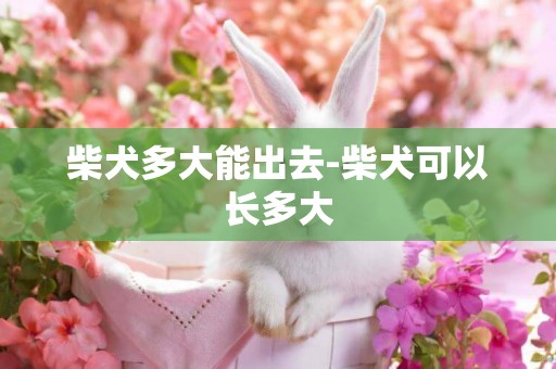 柴犬多大能出去-柴犬可以長多大
