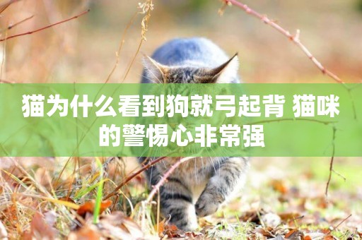 貓為什么看到狗就弓起背 貓咪的警惕心非常強