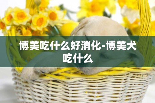 博美吃什么好消化-博美犬吃什么