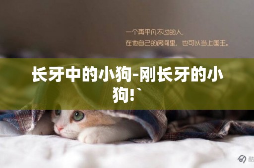 長牙中的小狗-剛長牙的小狗!`