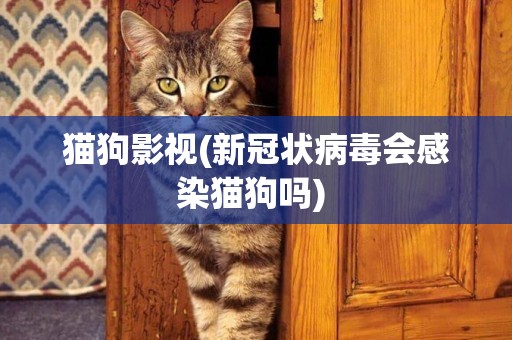 貓狗影視(新冠狀病毒會感染貓狗嗎) 