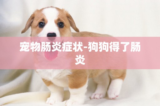 寵物腸炎癥狀-狗狗得了腸炎