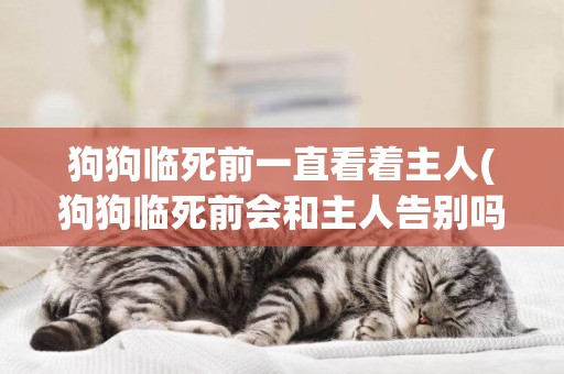狗狗臨死前一直看著主人(狗狗臨死前會和主人告別嗎) 