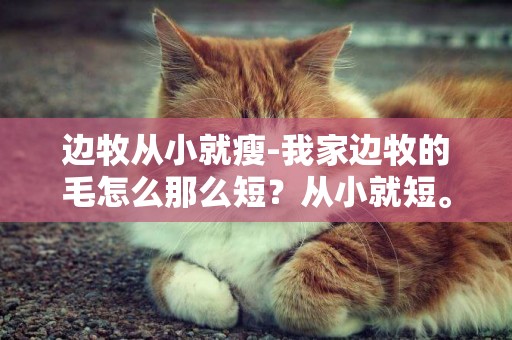 邊牧從小就瘦-我家邊牧的毛怎么那么短？從小就短。前兩張張是兩個月的，那時候還感覺毛長點，現在三個月，