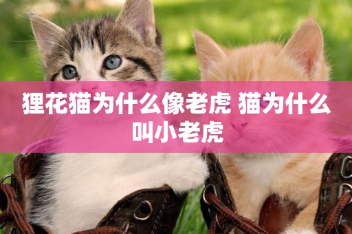 貍花貓為什么像老虎 貓為什么叫小老虎