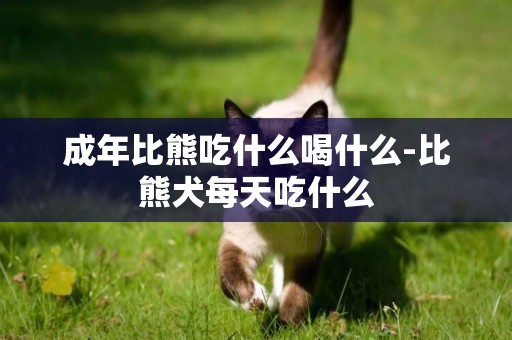 成年比熊吃什么喝什么-比熊犬每天吃什么