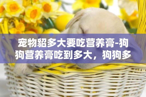 寵物貂多大要吃營養膏-狗狗營養膏吃到多大，狗狗多大不用吃營養膏