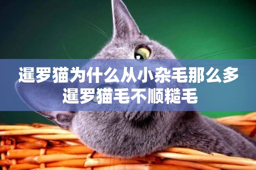 暹羅貓為什么從小雜毛那么多 暹羅貓毛不順糙毛