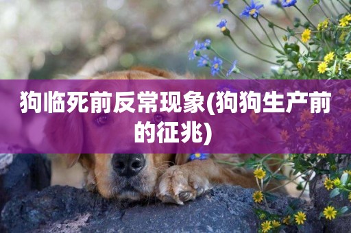 狗臨死前反常現象(狗狗生產前的征兆) 