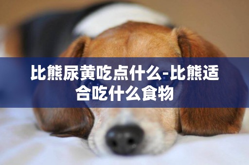 比熊尿黃吃點什么-比熊適合吃什么食物