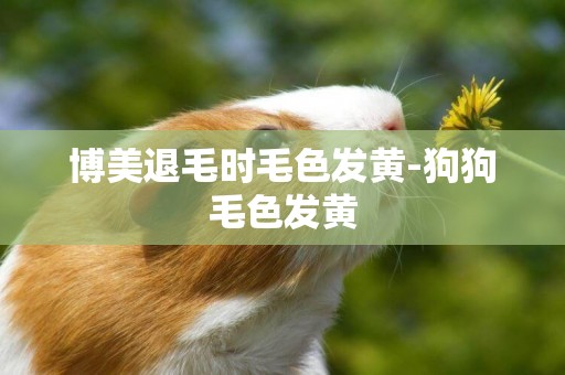 博美退毛時毛色發黃-狗狗毛色發黃