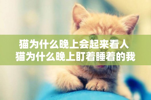 貓為什么晚上會起來看人 貓為什么晚上盯著睡著的我看