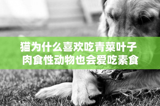 貓為什么喜歡吃青菜葉子 肉食性動物也會愛吃素食