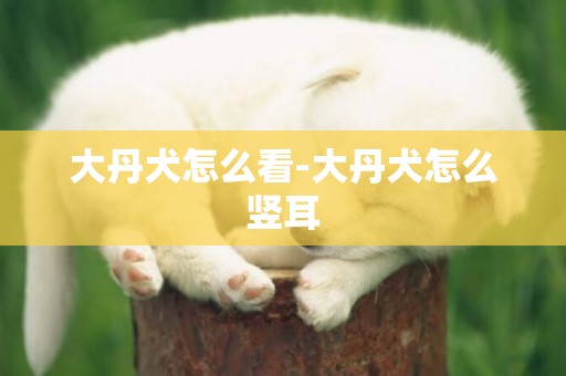 大丹犬怎么看-大丹犬怎么豎耳