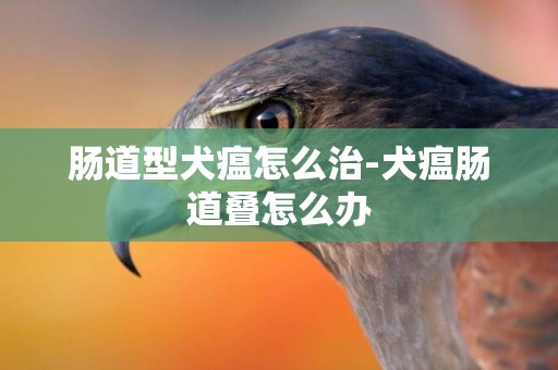 腸道型犬瘟怎么治-犬瘟腸道疊怎么辦