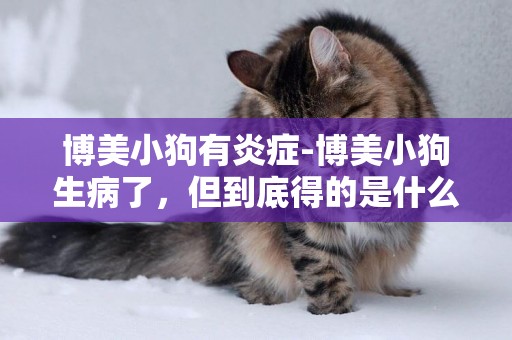 博美小狗有炎癥-博美小狗生病了，但到底得的是什么病啊