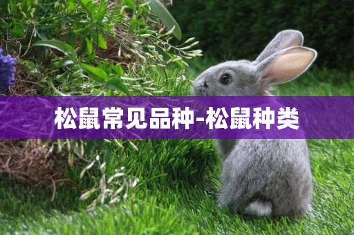 松鼠常見品種-松鼠種類