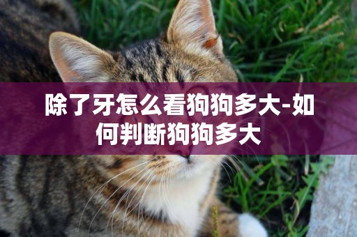 除了牙怎么看狗狗多大-如何判斷狗狗多大