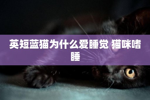 英短藍貓為什么愛睡覺 貓咪嗜睡