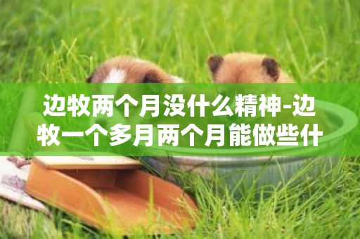 邊牧兩個月沒什么精神-邊牧一個多月兩個月能做些什么訓練