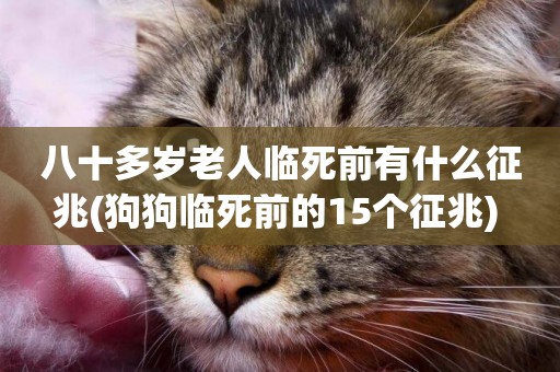 八十多歲老人臨死前有什么征兆(狗狗臨死前的15個征兆) 