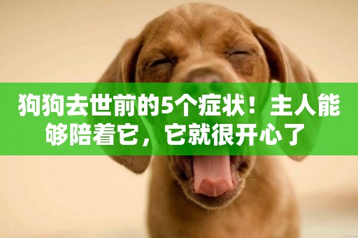 狗狗去世前的5個癥狀！主人能夠陪著它，它就很開心了 