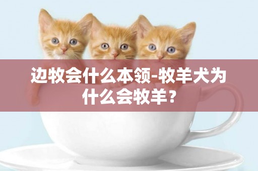 邊牧會什么本領-牧羊犬為什么會牧羊？