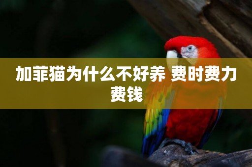 加菲貓為什么不好養 費時費力費錢