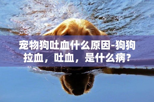 寵物狗吐血什么原因-狗狗拉血，吐血，是什么病？