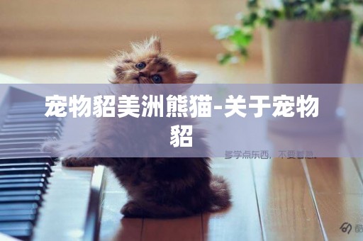 寵物貂美洲熊貓-關于寵物貂