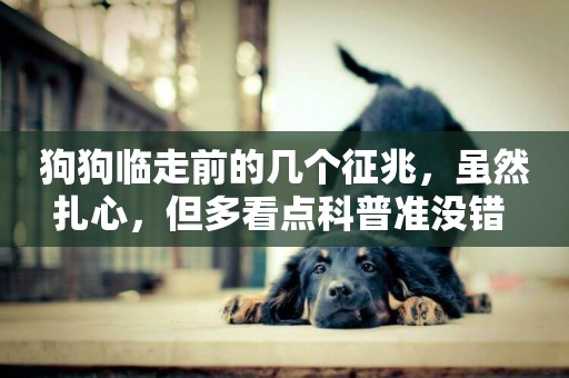 狗狗臨走前的幾個征兆，雖然扎心，但多看點科普準沒錯 