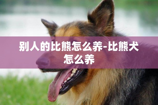別人的比熊怎么養-比熊犬怎么養