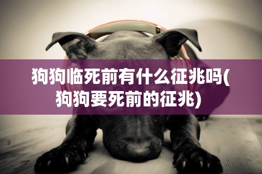狗狗臨死前有什么征兆嗎(狗狗要死前的征兆) 