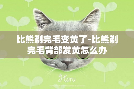 比熊剃完毛變黃了-比熊剃完毛背部發黃怎么辦