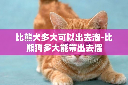比熊犬多大可以出去溜-比熊狗多大能帶出去溜