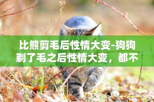 比熊剪毛后性情大變-狗狗剃了毛之后性情大變，都不理人.怎么辦