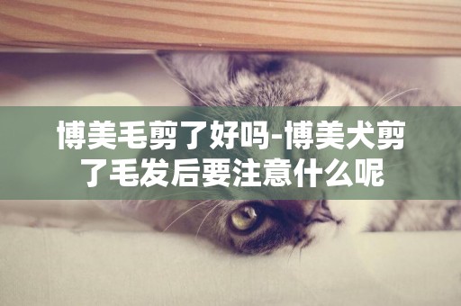 博美毛剪了好嗎-博美犬剪了毛發后要注意什么呢