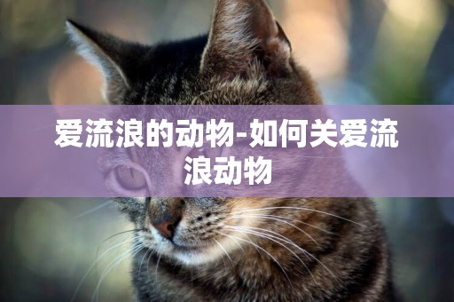 愛流浪的動物-如何關愛流浪動物