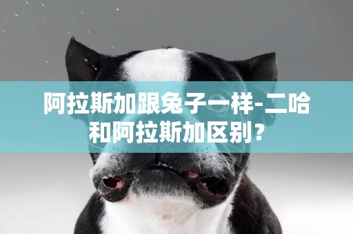 阿拉斯加跟兔子一樣-二哈和阿拉斯加區別？