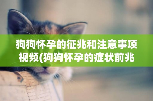 狗狗懷孕的征兆和注意事項視頻(狗狗懷孕的癥狀前兆) 