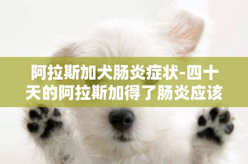 阿拉斯加犬腸炎癥狀-四十天的阿拉斯加得了腸炎應該怎么辦