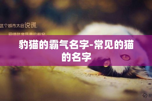 豹貓的霸氣名字-常見的貓的名字