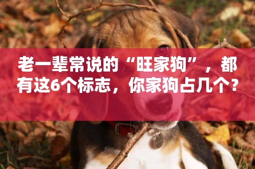 老一輩常說的“旺家狗”，都有這6個標志，你家狗占幾個？ 